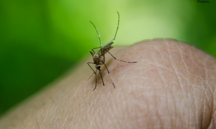 CAO Saúde elabora Nota Técnica sobre dengue, zika e chikungunya