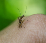 CAO Saúde elabora Nota Técnica sobre dengue, zika e chikungunya