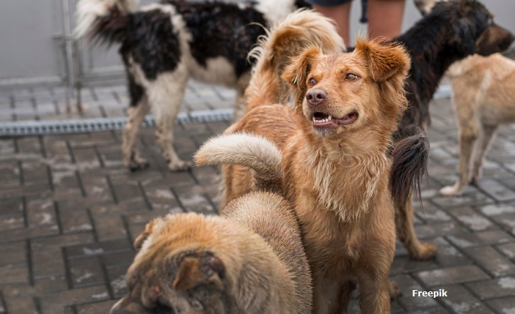 MPPB consegue liminar determinando local para animais de rua em Itaporanga
