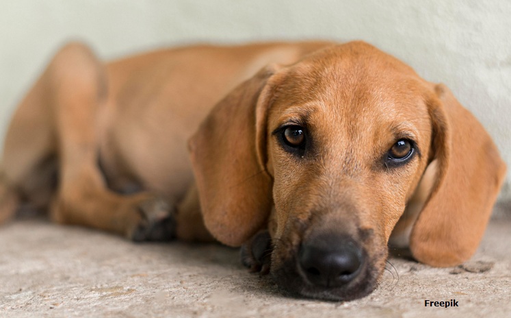 MPPB oferece denúncia contra homem que mutilou animal doméstico, em Ingá