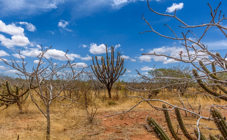 Caatinga Resiste: começa hoje operação nacional contra desmatamento no semiárido
