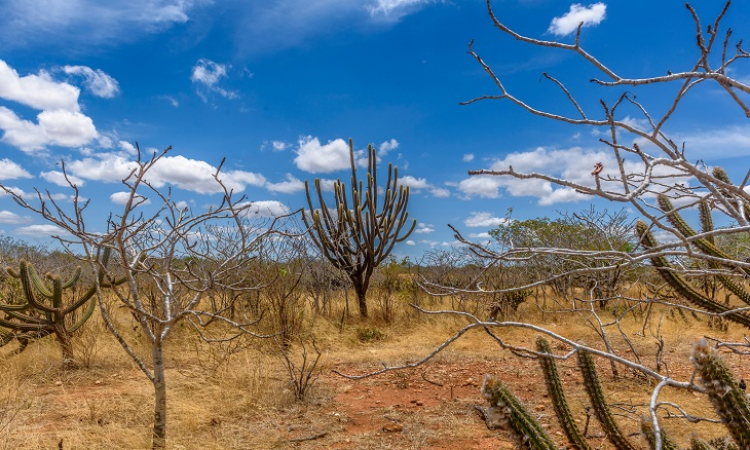 Caatinga Resiste: começa hoje operação nacional contra desmatamento no semiárido