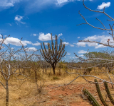 Caatinga Resiste: começa hoje operação nacional contra desmatamento no semiárido