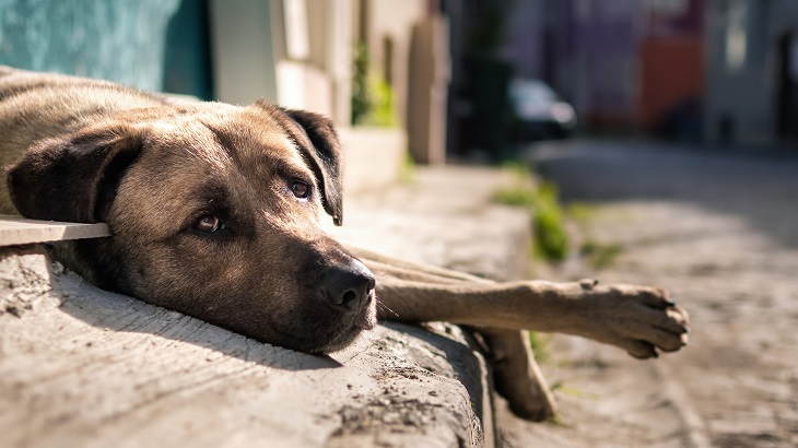 MPPB instaura procedimento para acompanhar situação de animais abandonados em Teixeira
