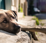 MPPB instaura procedimento para acompanhar situação de animais abandonados em Teixeira